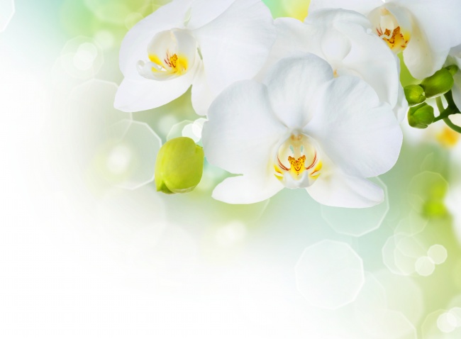 2019年4月2号属猪出生日的命运解析