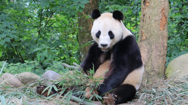 出生日的命运：11月13日生日性格解析