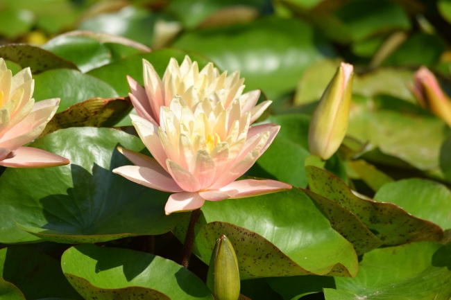 出生日的命运：9月4日生日性格解析