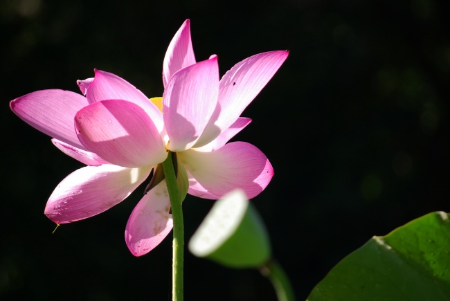 出生日的命运：4月18日生日性格解析
