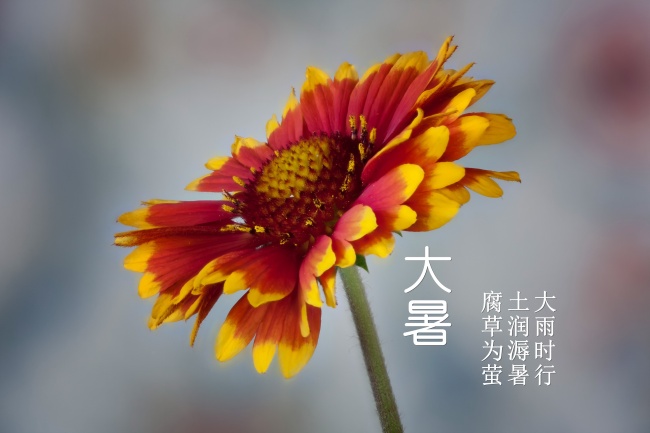 2020年立冬出生的女孩子性格命运怎么样