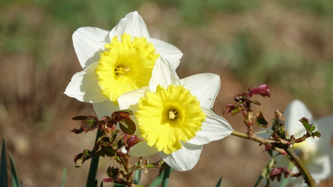 辛丑肖牛农历二月出生的牛宝宝好吗 取名方法推荐