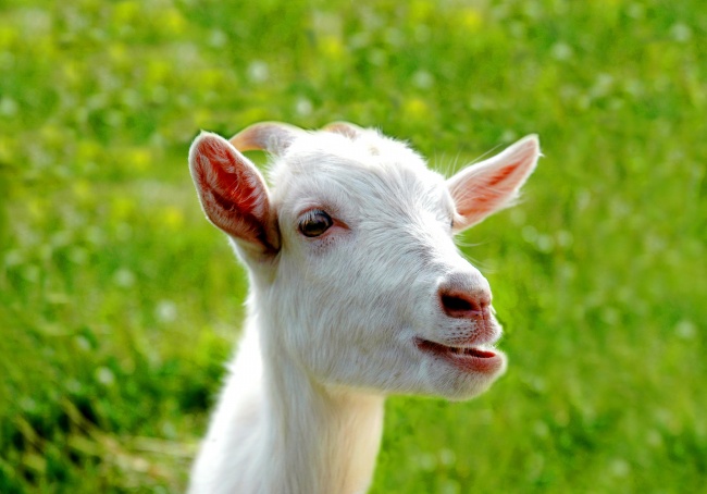 2021年正月初九出生有仙根吗 仙根是什么