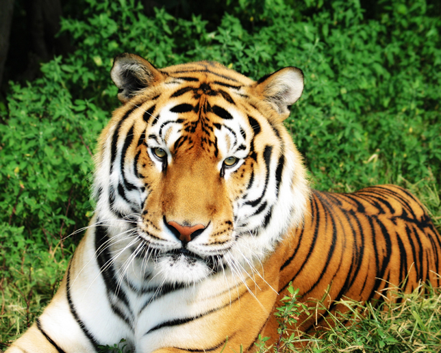 2021年阴历十月二十六出生取名大全 牛宝宝宜用字