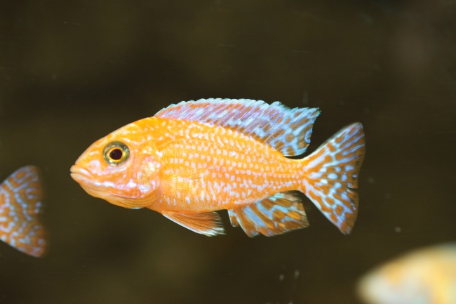 2020年小雪前后出生的人命运好坏分析