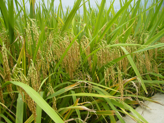 庚子年九月廿九 2020年11月14日出生的人运势分析