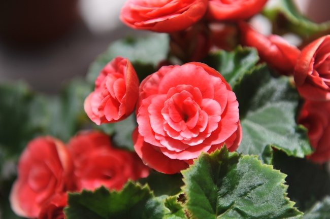 2021年1月11日出生 阴历十一月廿八一生命运分析