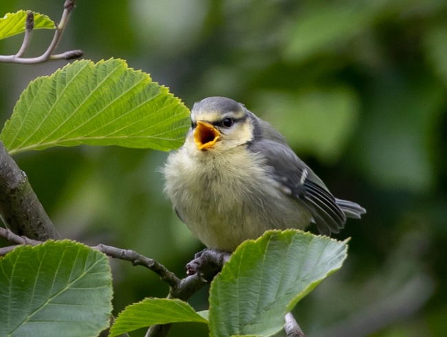 2021年春节期间哪一天出生的宝宝最好
