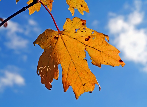 2021年属牛人七月出生命运解析 祖业丰厚 财源滚滚