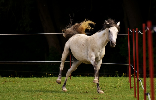 鼠年十一月廿九出世 2021年1月12日的人命格好吗