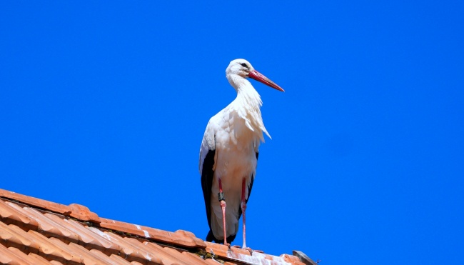 2021年4月15日的宝宝命运 农历三月初四取名