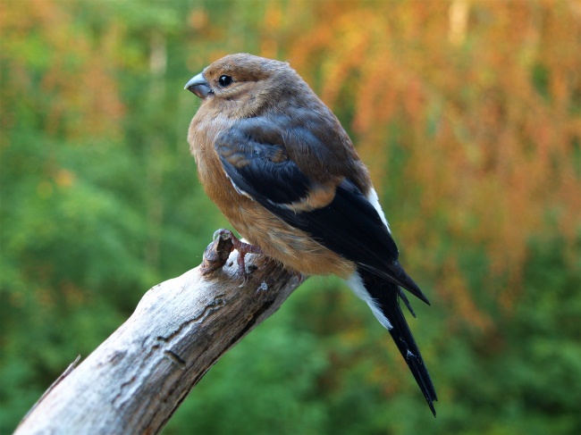 愉字宝宝取名五行属性 愉字女孩取名含义