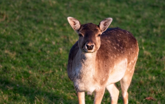 2021年阴历十一月初七出生是什么命 怎样取名最好