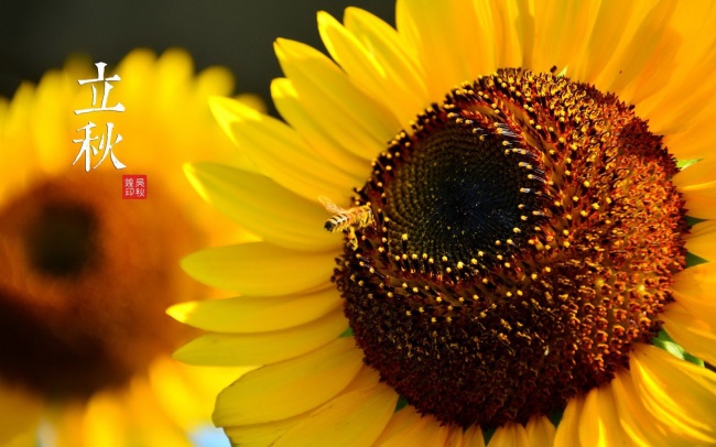 2017年最佳蒋姓鸡宝宝取名大全