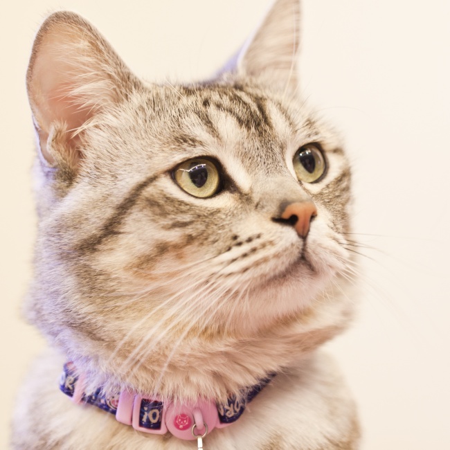 出自诗经中灵秀的女孩名字