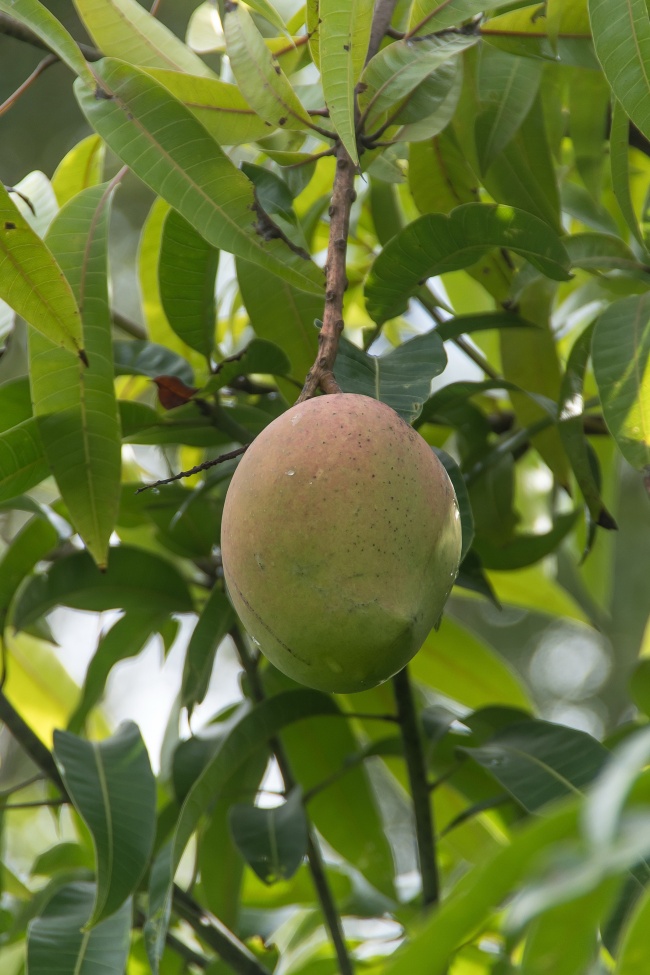 邹姓男孩名字大全属牛 两个字的宝宝名字