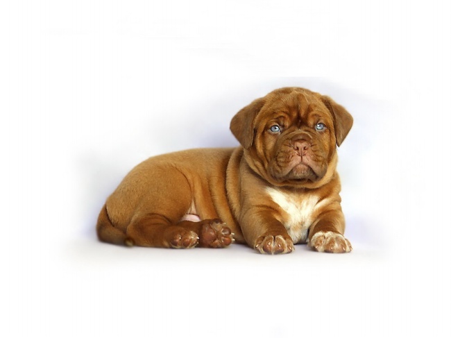 虎年给刚出生的婴儿起名字 别致文雅