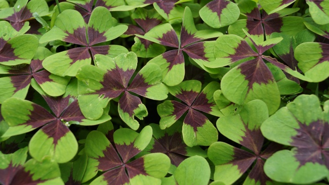 2022年出身属虎人去什么名字好