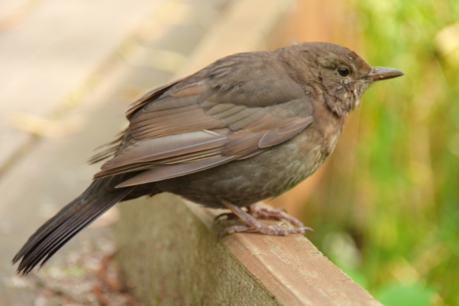 虎宝宝农历四月出生喜用偏旁部首 名字推荐