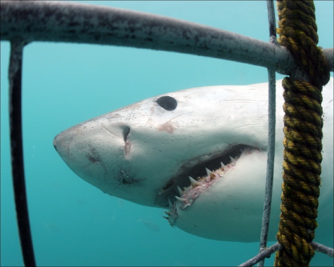 虎年八月份的虎宝宝起名宜忌 好听的名字