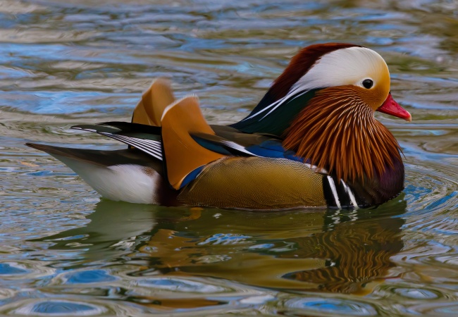 农历三月属虎的宝宝起名方法 寓意吉祥的名字