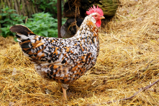 阳历2021年10月出生的牛宝宝是什么命 八字算命取名字