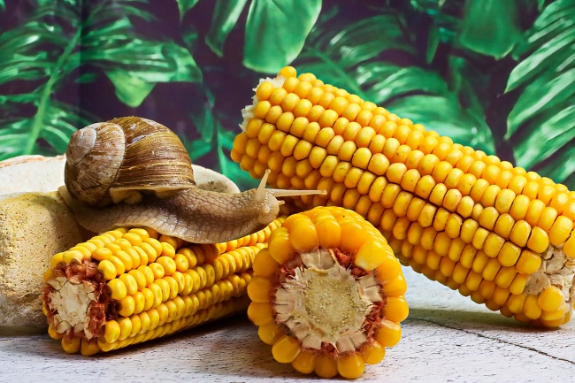 2022年属虎取名 宝宝精选好名大全