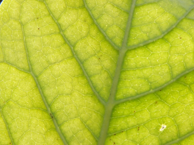 虎宝宝一月出生 名字怎么取有内涵