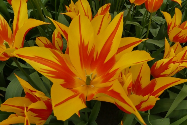 虎年农历六月宝宝起名大全 大气名字精选