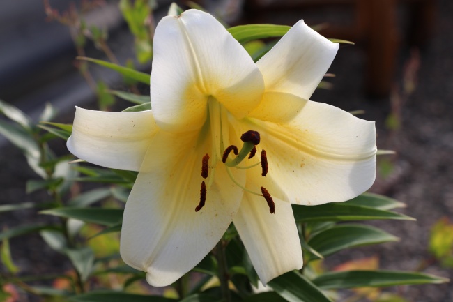 出生在十一月的虎宝宝取名宜忌 好听名字精选