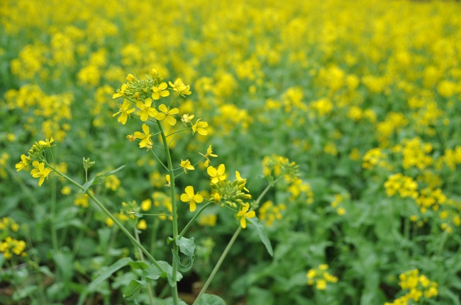 姓戚女孩名字大全 热门的女宝宝有气质的起名