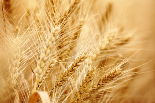 2022年属虎的人命理解析 水虎宝宝取名字