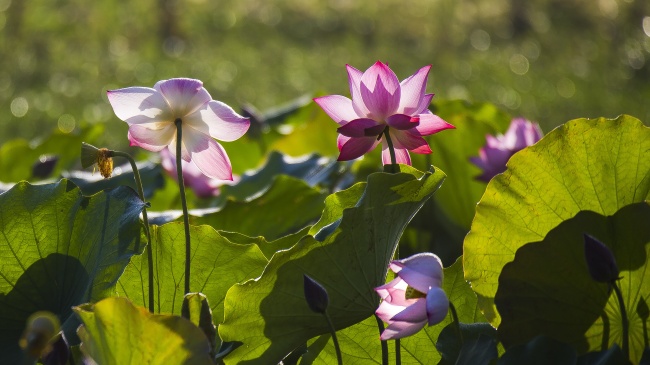 职场成功与失败同行的星座
