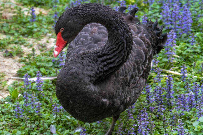属蛇白羊座和属蛇处女座配对指数几颗星 解析爱情