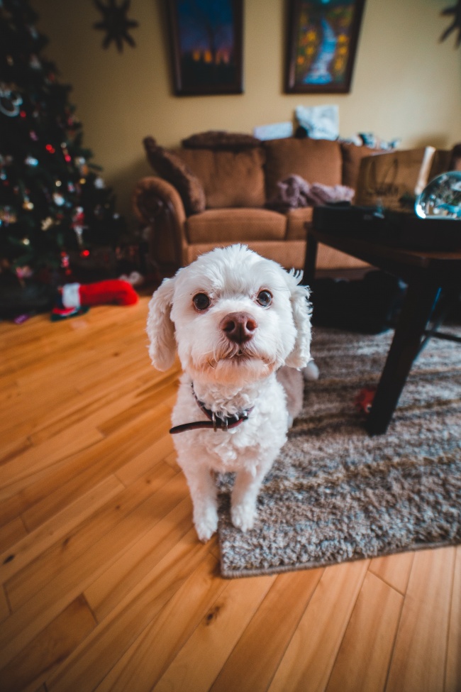 出生日期看你是什么动物