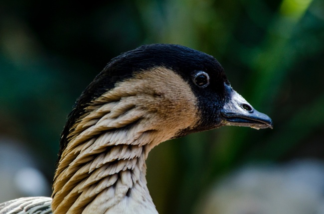 姓邱女孩100分名字 有内涵的起名大全