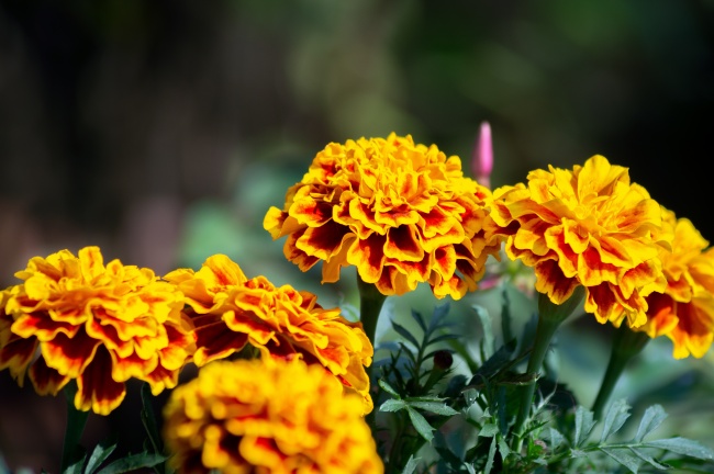 属鸡白羊座和属虎天秤座解析爱情之路完整版