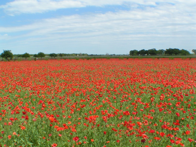 双鱼座男生和白羊座女生处对象好不好 谈恋爱合适吗