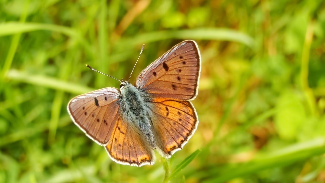 处女座男生和狮子座女生般配吗 配对指数是多少