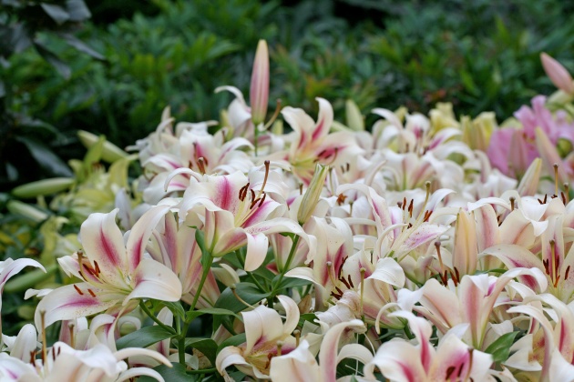 接下来两个月 正偏财都旺 易暴富的星座