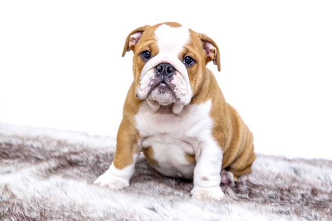 上升星座巨蟹男命运 优点与缺点大盘点