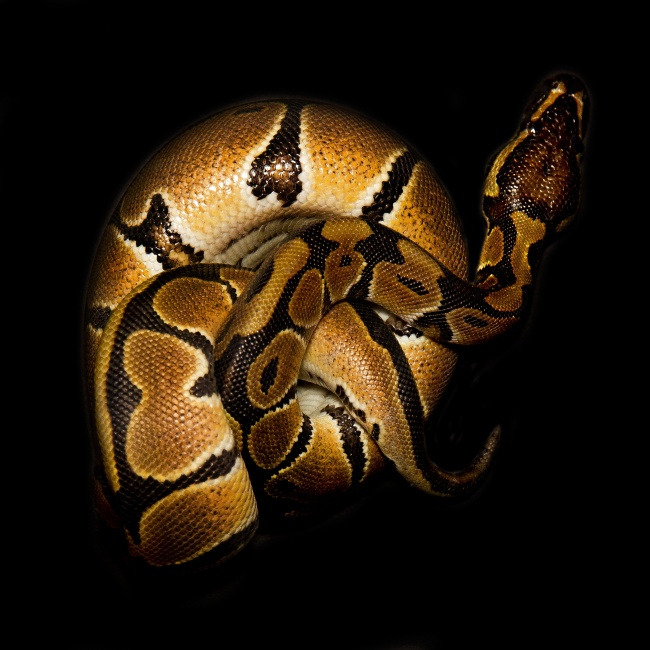 摩羯座男和白羊座女恋爱会有结果吗 姻缘指数分析