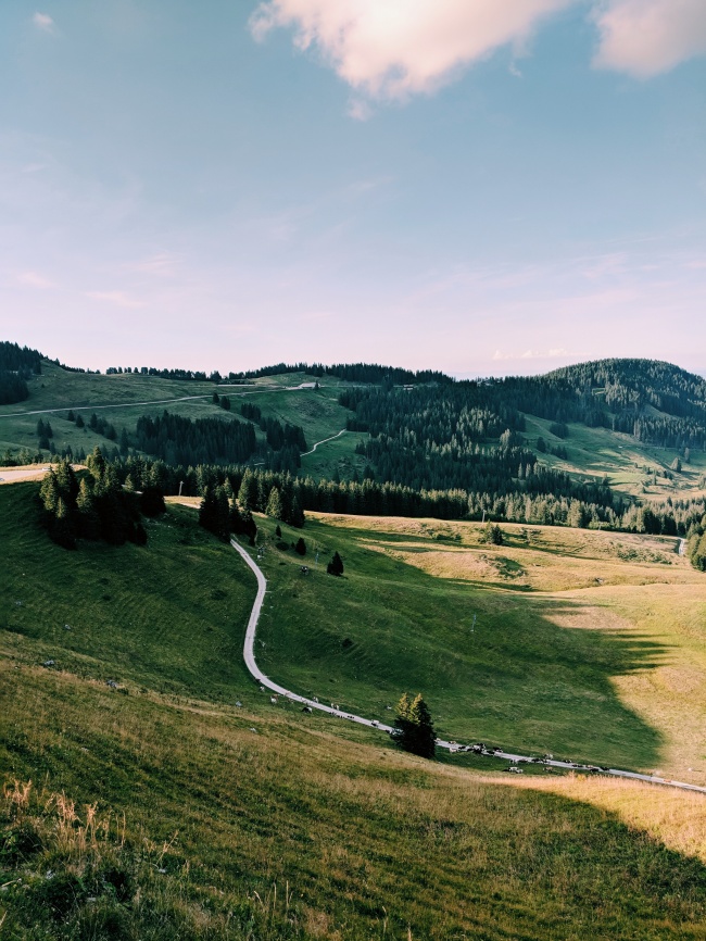 玫瑰花枝数寓意大解说