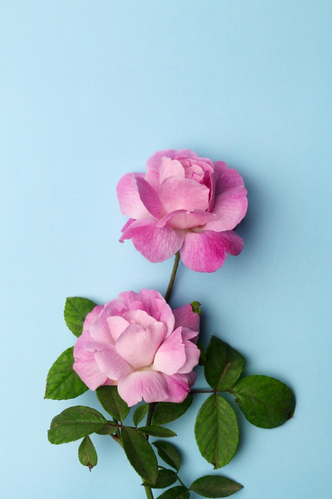 属猪白羊座和属羊双鱼座会幸福吗 缘分怎么样