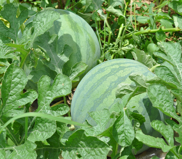 下个月赶走烂桃花,可能再遇真爱的4大星座