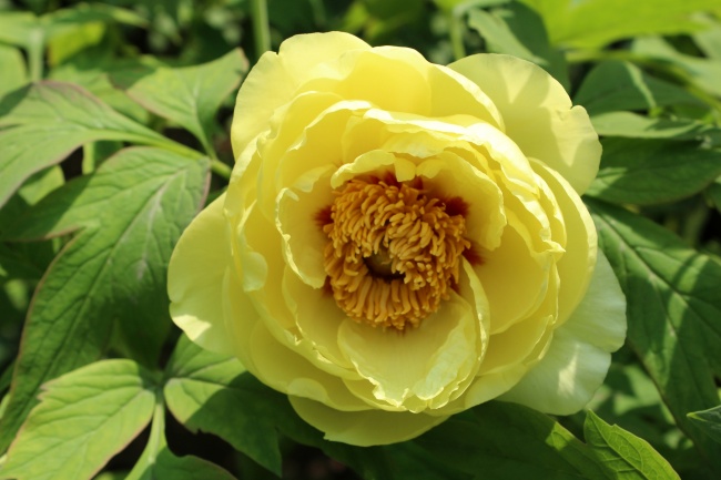 属猴双鱼男生喜欢怎样的女人