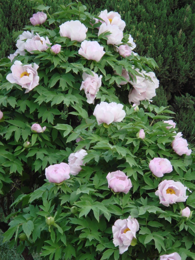 属猴白羊座和属虎双子座爱情运势分析 会恩爱吗