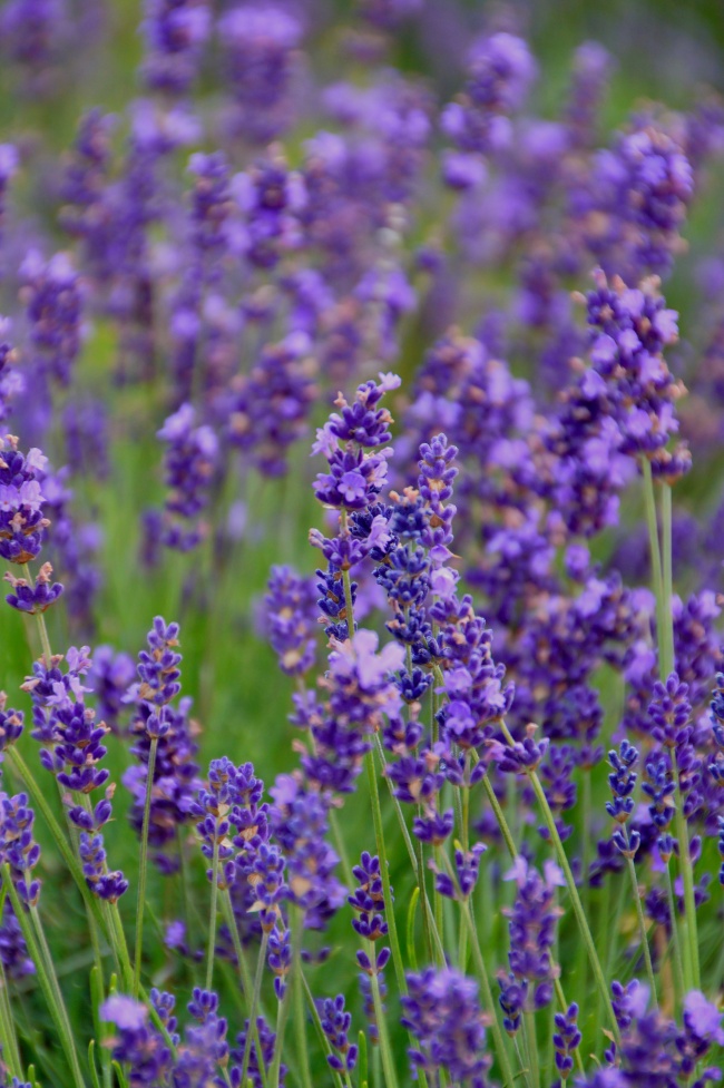 金星凌日现象可用什么来解释 原理