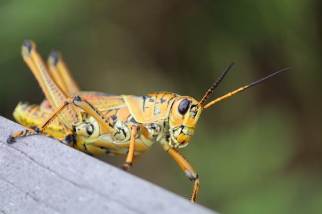 经常放弃 很难有坚持的星座