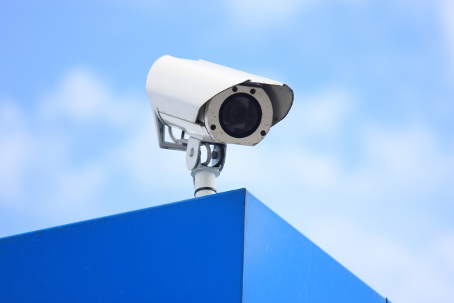 两种象征团结的植物